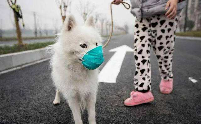 SASR-Cov-2 ໄດ້ແຜ່ລາມໄປຫາສັດລ້ຽງບໍ?